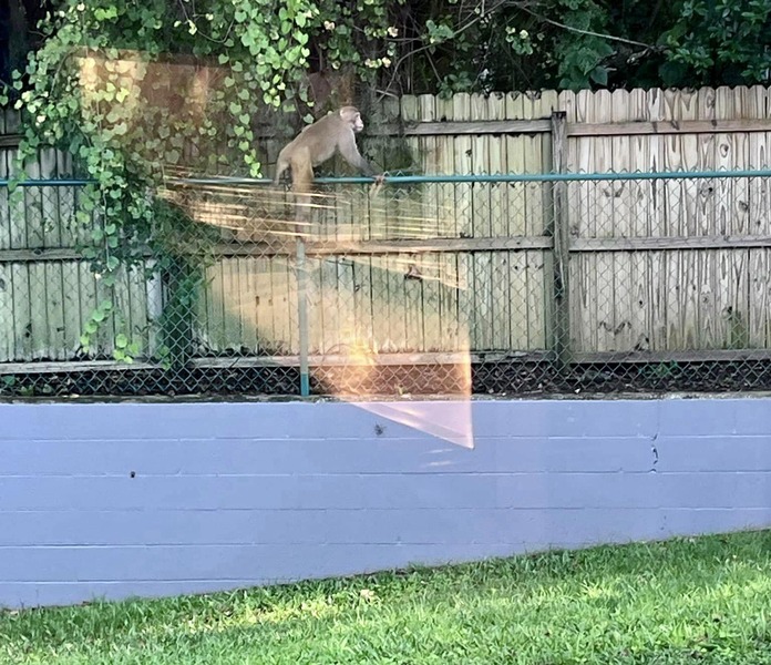 Orange City Police Department: Report monkey sightings to the FWC.