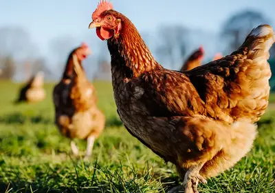 Want to Learn How to Raise Chickens in Your Back Yard?