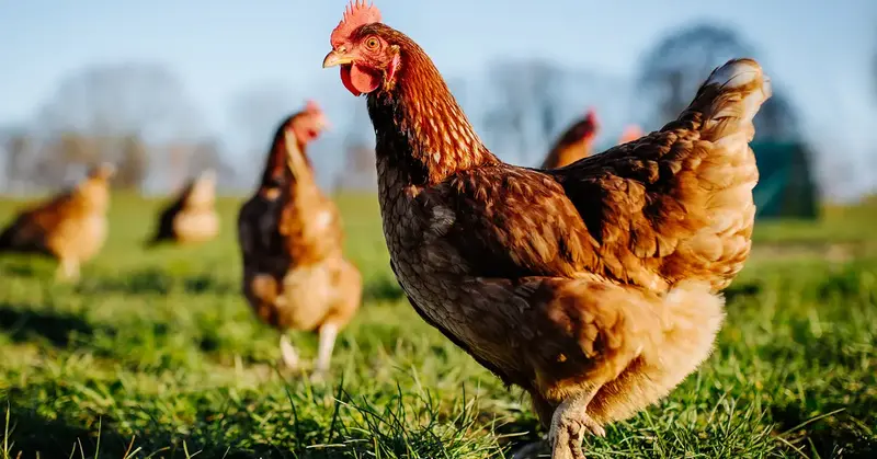 Want to Learn How to Raise Chickens in Your Back Yard?