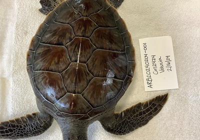 Marine Science Center Set to Release Four Green Sea Turtles Today