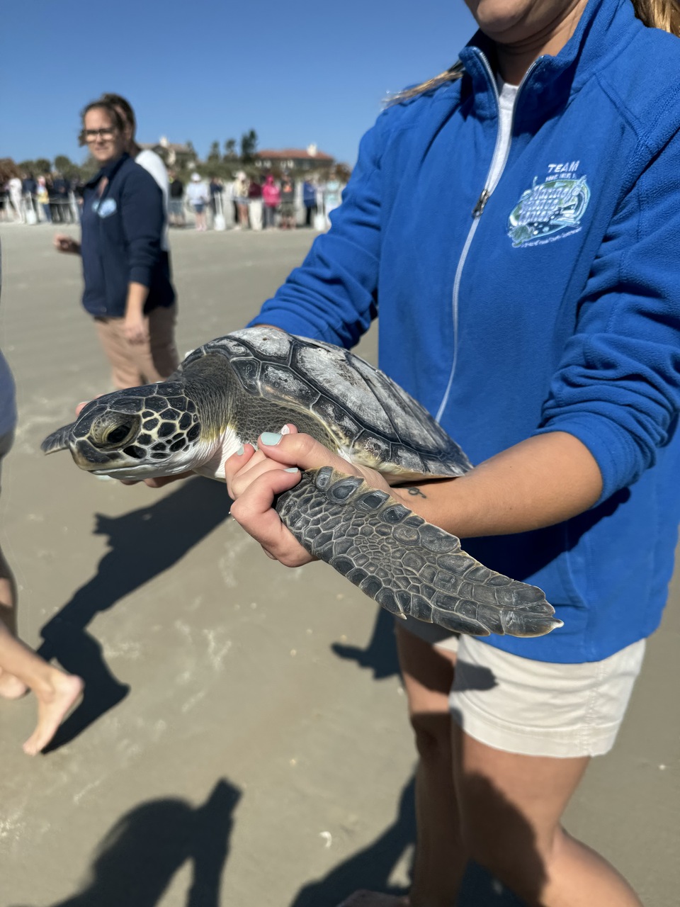 Pictures of Today's Turtle Release in Ponce Inlet