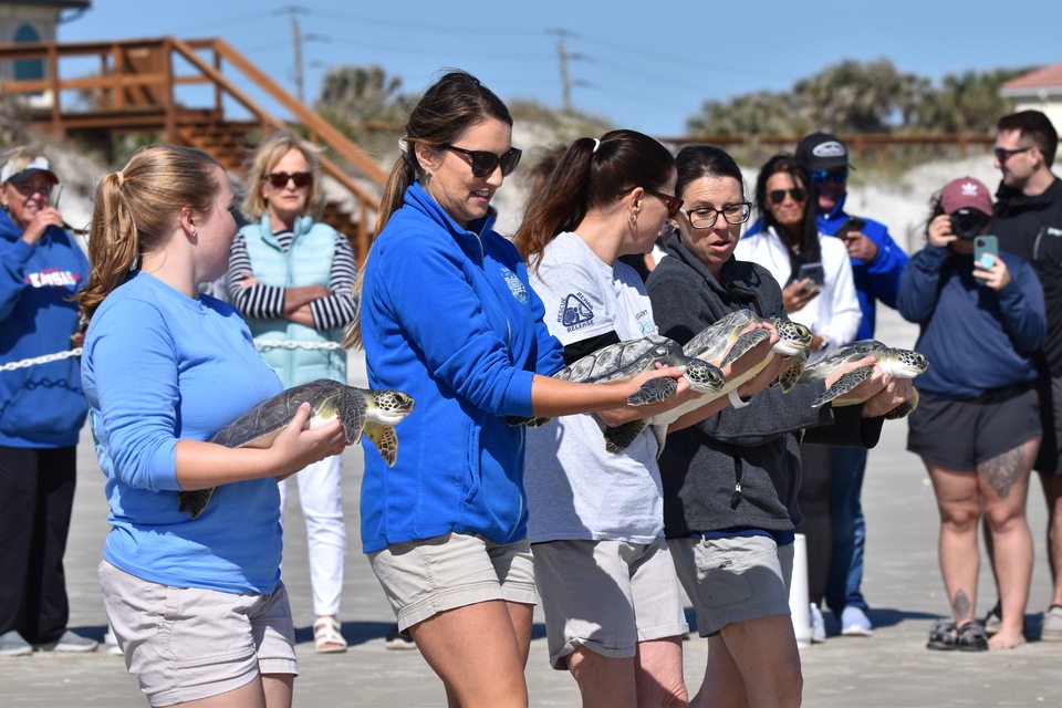 Pictures of Today's Turtle Release in Ponce Inlet