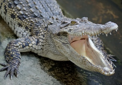 It's Spring - Tips to Safely Co-exist with Florida's 1.3 Million Alligators