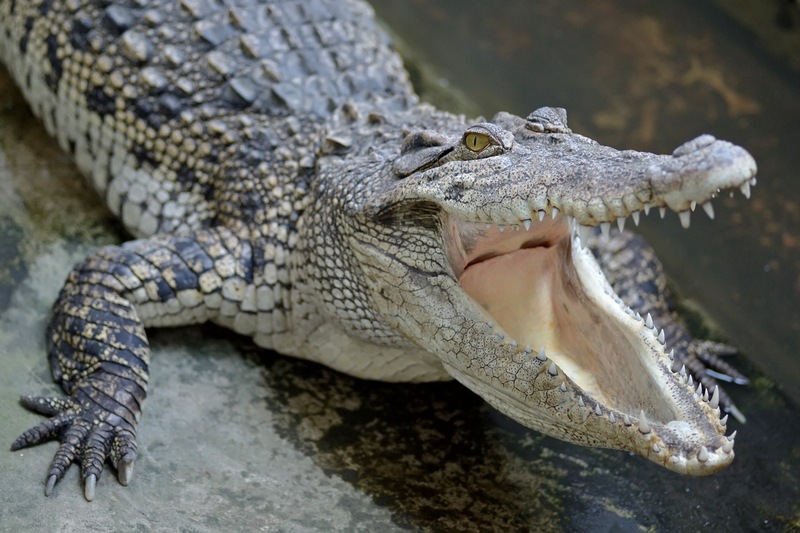 It's Spring - Tips to Safely Co-exist with Florida's 1.3 Million Alligators