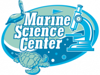Turtle Day Festival at the Marine Science Center