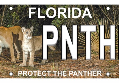 New Panther License Plate Available